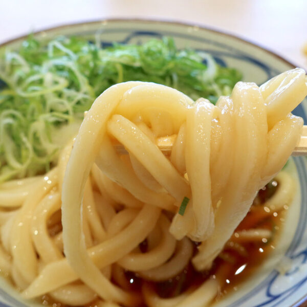 むちむちのうどん