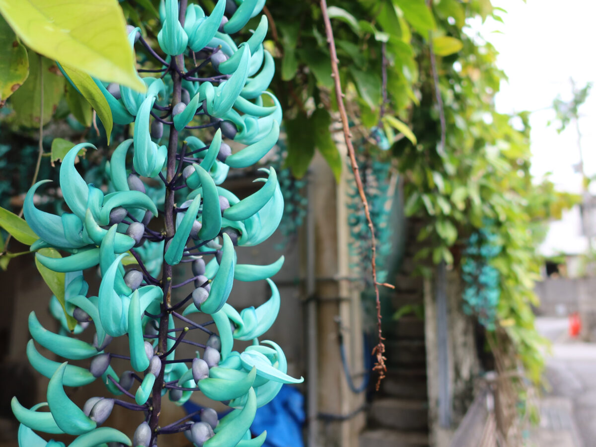 きれいなヒスイカズラ